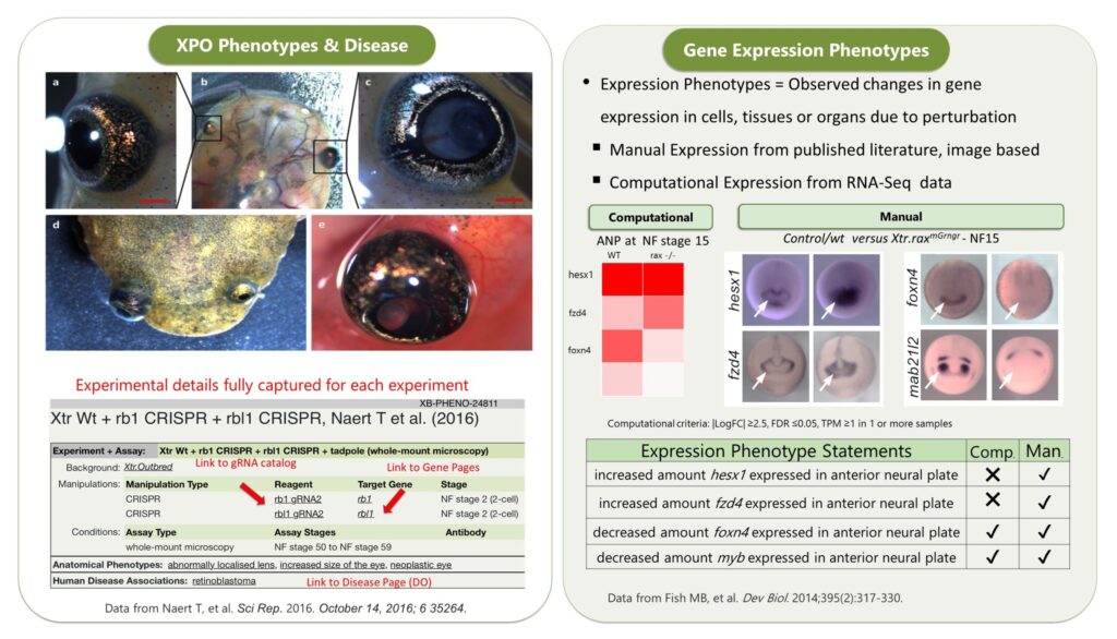 The Comprehensive Guide to Reddy Anna ID: Features, Benefits, and Community Impact